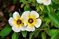 Ã Â¹ÂYellow flowers in the garden.